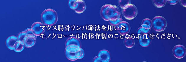 マウス腸骨リンパ節法を用いたモノクローナル抗体作製は株式会社アイティーエム(ITM)にお任せください。
